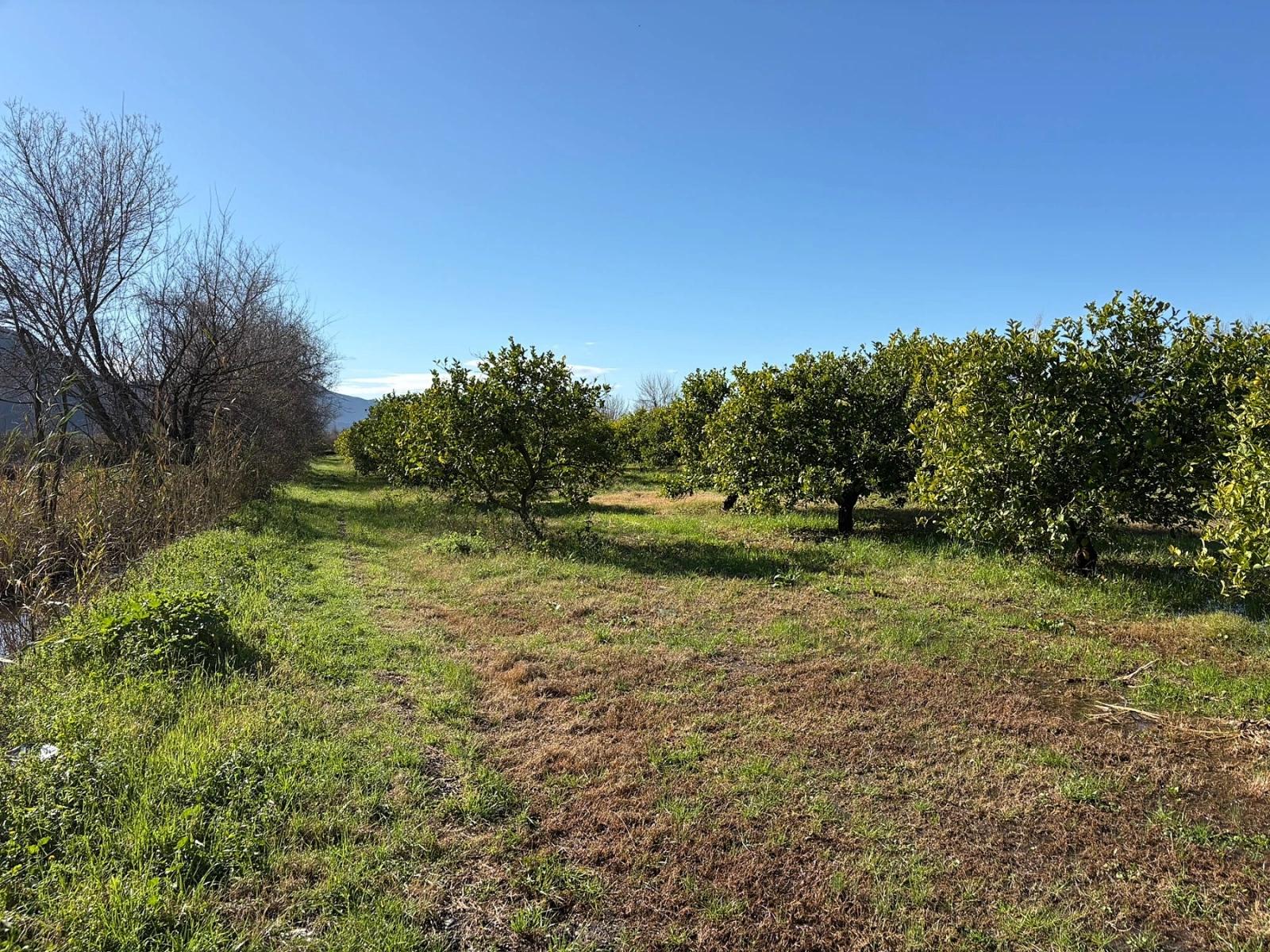 Zitronenhain In Dalyan Zu Verkaufen, 16.500 M²