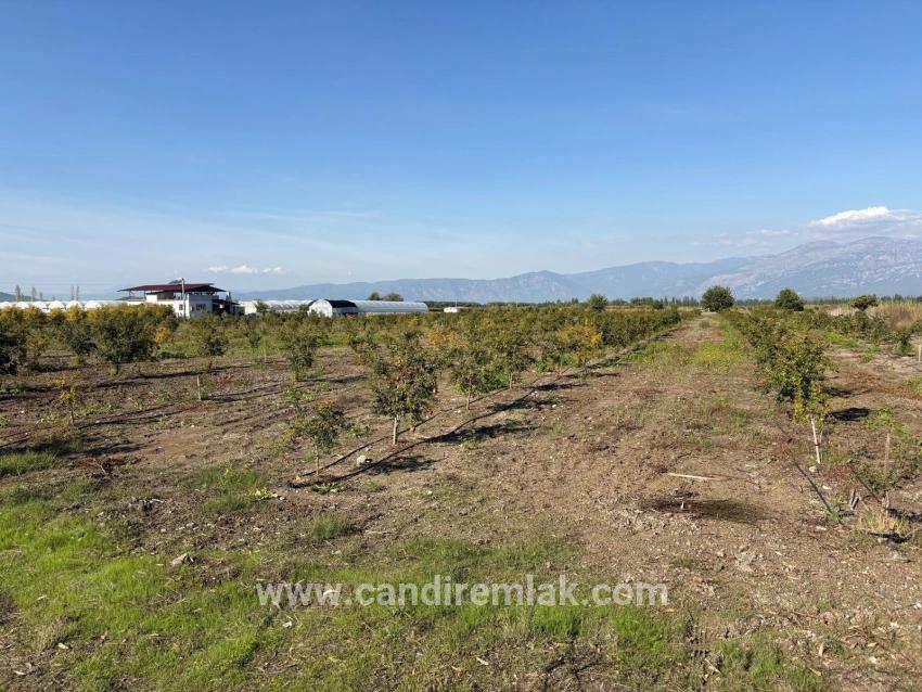 21500 M² Großer Granatapfelgarten In Eskiköy Zu Verkaufen
