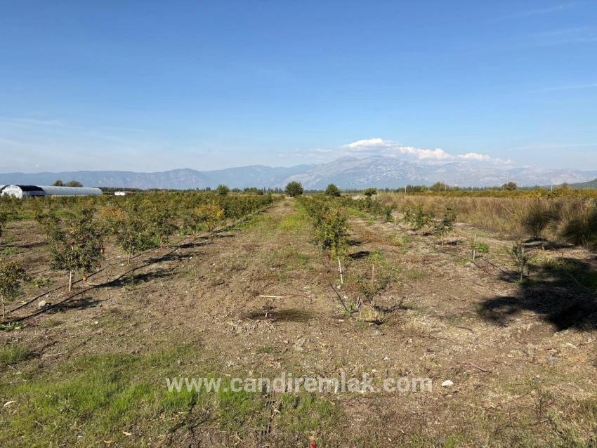 21500 M² Großer Granatapfelgarten In Eskiköy Zu Verkaufen
