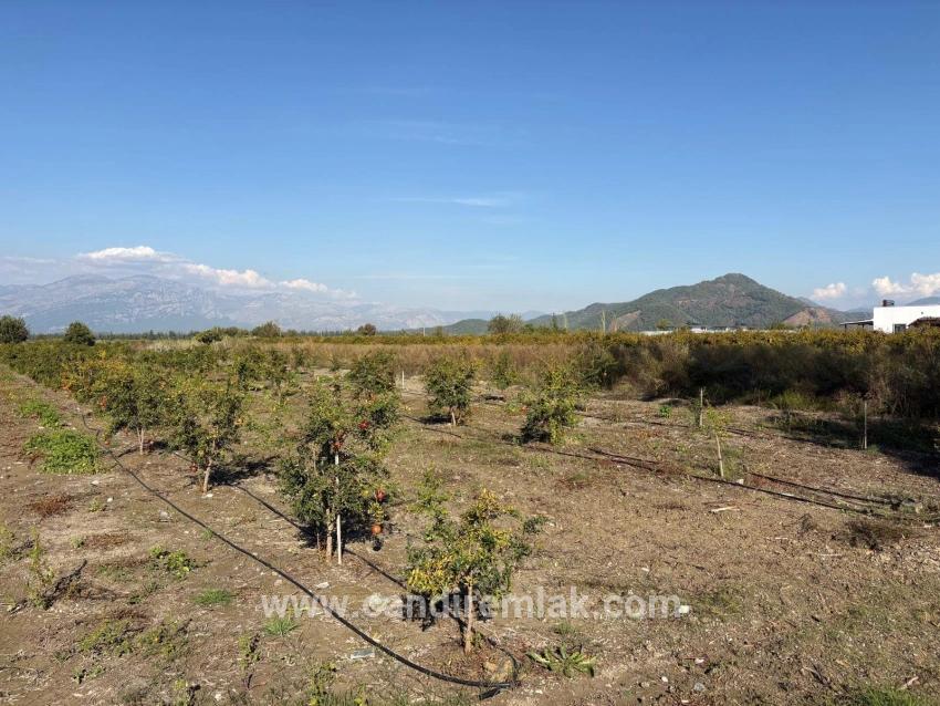 21500 M² Großer Granatapfelgarten In Eskiköy Zu Verkaufen
