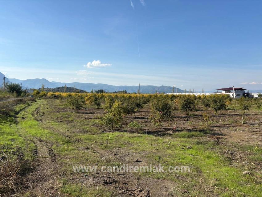 21500 M² Großer Granatapfelgarten In Eskiköy Zu Verkaufen