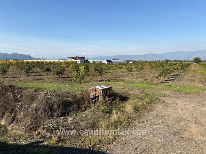 21500 M² Großer Granatapfelgarten In Eskiköy Zu Verkaufen