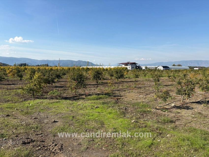 21500 M² Großer Granatapfelgarten In Eskiköy Zu Verkaufen