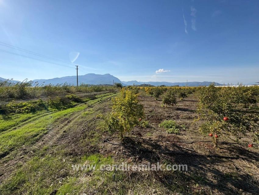 21500 M² Großer Granatapfelgarten In Eskiköy Zu Verkaufen