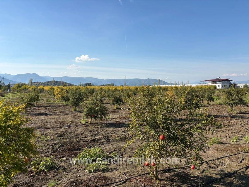 21500 M² Großer Granatapfelgarten In Eskiköy Zu Verkaufen
