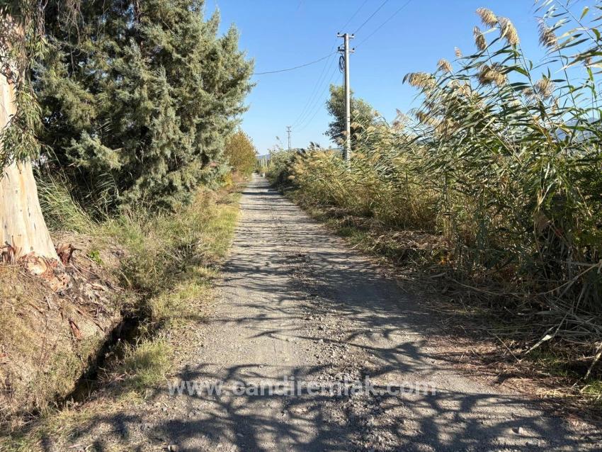 21500 M² Großer Granatapfelgarten In Eskiköy Zu Verkaufen