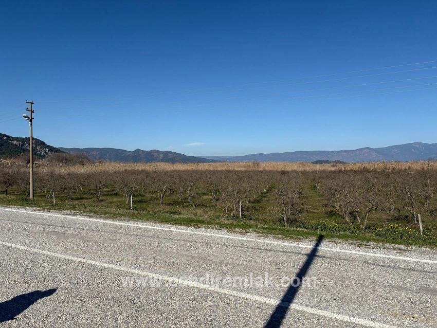 5985 M² Großes Grundstück In Dalyan Zu Verkaufen, Ausgewiesen Für 5 % Weinbau/obstbau.