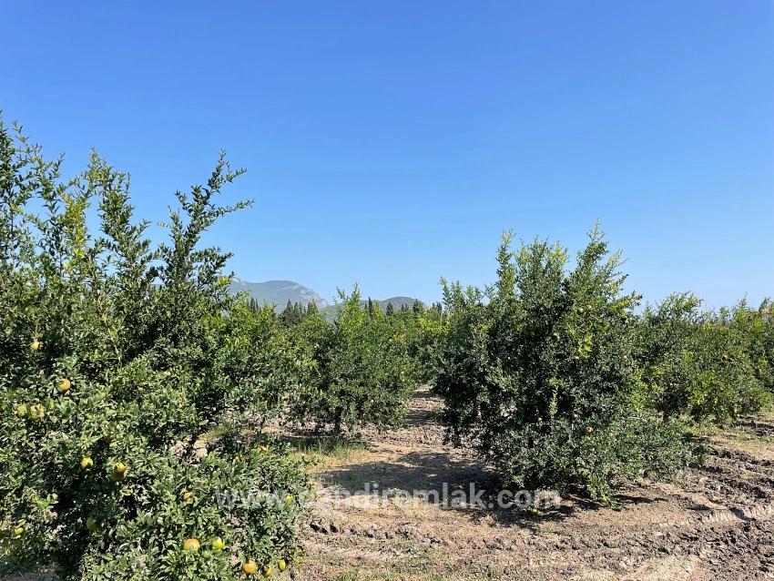 10.000 M² Großer Granatapfelgarten Zum Verkauf In Der Gegend Von Dalyan Arıkbaşı Gerendüzü.