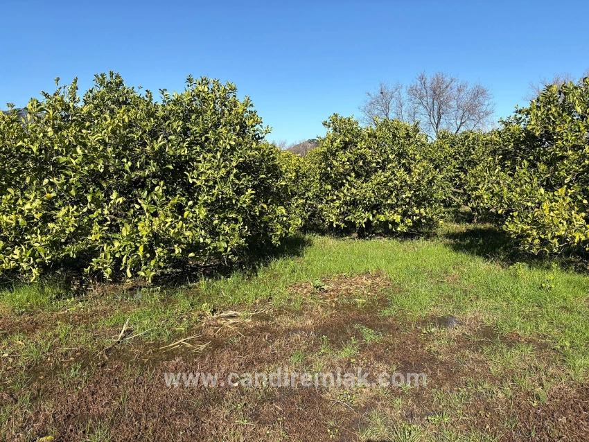 Zitronenhain In Dalyan Zu Verkaufen, 16.500 M²