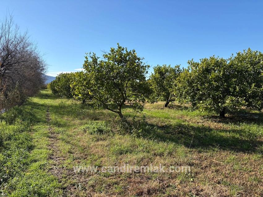 Zitronenhain In Dalyan Zu Verkaufen, 16.500 M²