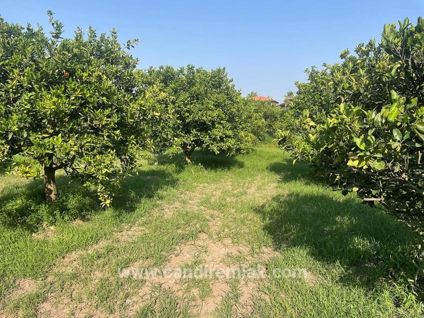 722m2 Grundstück Zum Verkauf In Dalyan Gülpınar