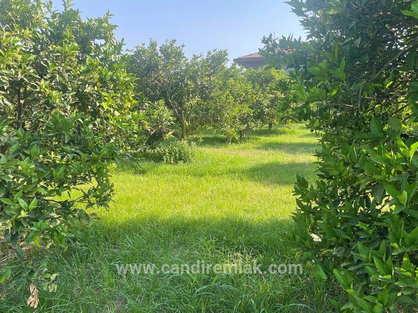 722m2 Grundstück Zum Verkauf In Dalyan Gülpınar