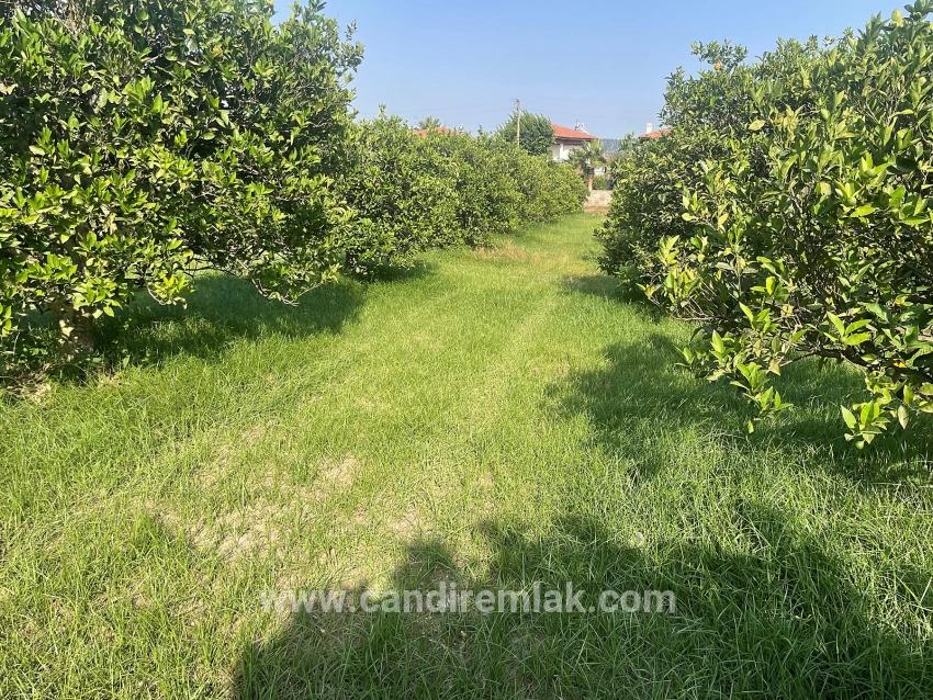 722m2 Grundstück Zum Verkauf In Dalyan Gülpınar