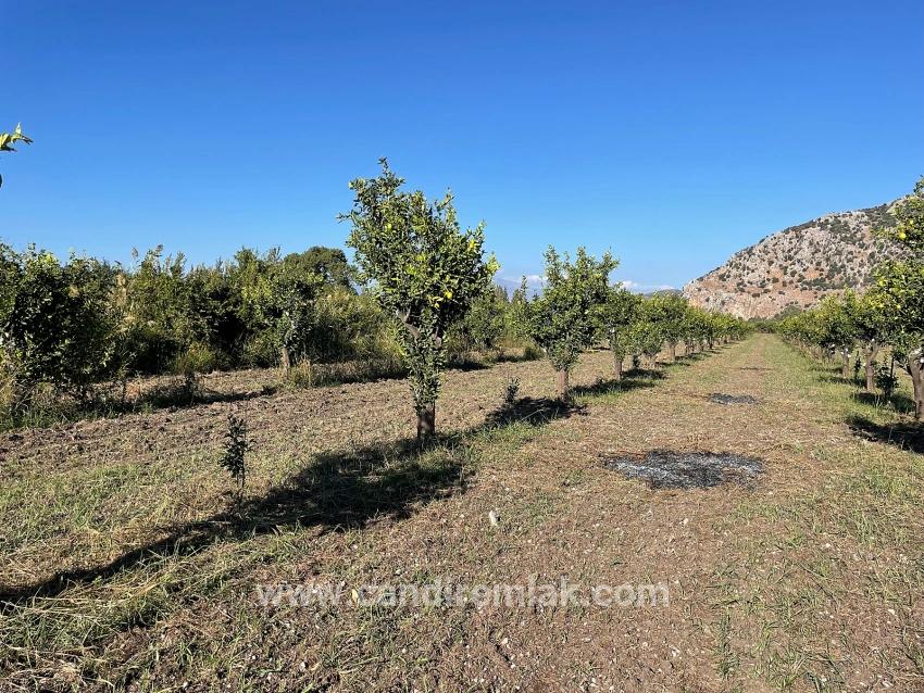 6600 M² Großes Grundstück In Der Nähe Des Zentrums Von Dalyan Zu Verkaufen.