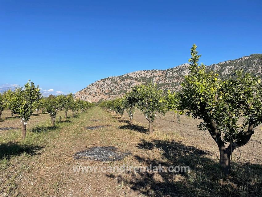 6600 M² Großes Grundstück In Der Nähe Des Zentrums Von Dalyan Zu Verkaufen.