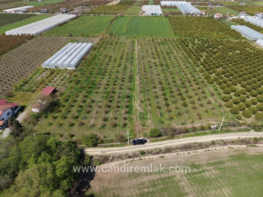 16.000 M² Großer Granatapfelgarten In Eskiköy Zu Verkaufen