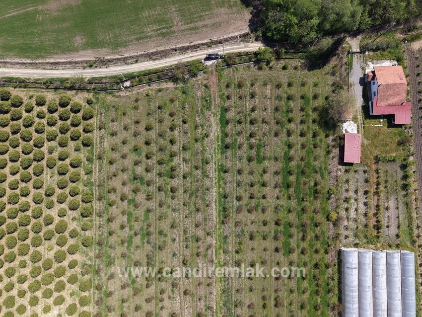 16.000 M² Großer Granatapfelgarten In Eskiköy Zu Verkaufen