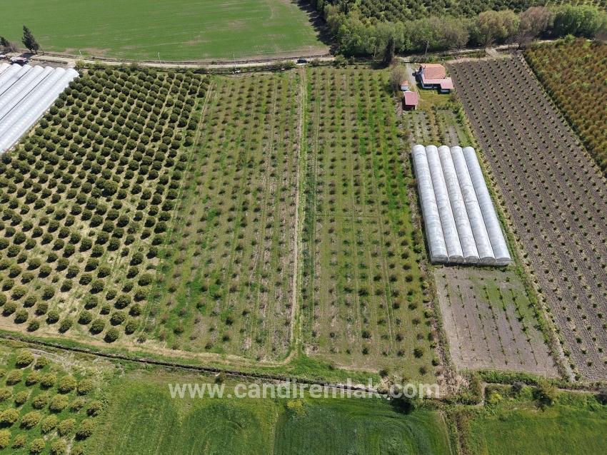 16.000 M² Großer Granatapfelgarten In Eskiköy Zu Verkaufen