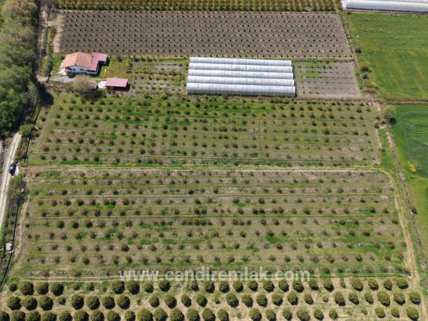 16.000 M² Großer Granatapfelgarten In Eskiköy Zu Verkaufen