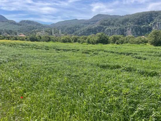 In Okçular Einem 736m2 Großen, 250m2 Großen Bau Genehmigten Verkäuflichen Grundstück