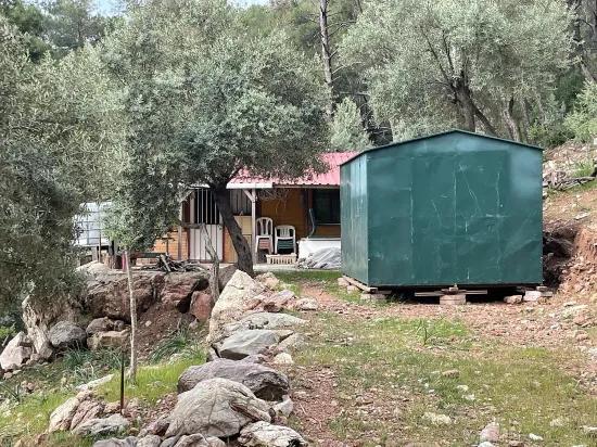 Köyceğiz Ekincik mit Meerblick 7.000m2 2b zu verkaufen Olivenhain