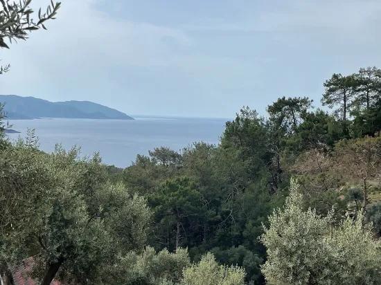 Köyceğiz Ekincik mit Meerblick 7.000m2 2b zu verkaufen Olivenhain