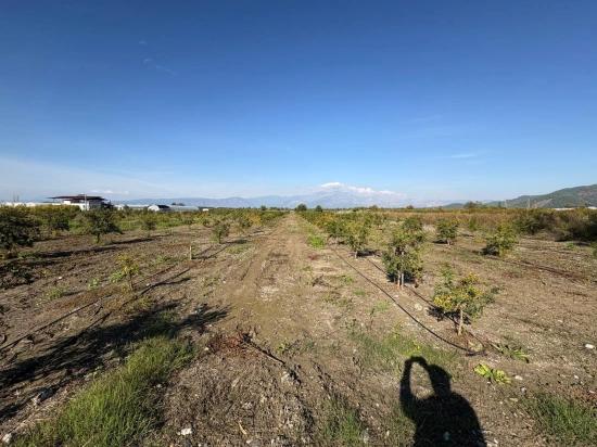 21500 M² Großer Granatapfelgarten In Eskiköy Zu Verkaufen