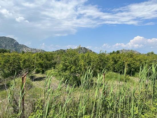 5.100 M² Großes Grundstück In Dalyan, Gebiet Maraş, Zu Verkaufen, Ausgewiesen Für 5% Wohnnutzung.