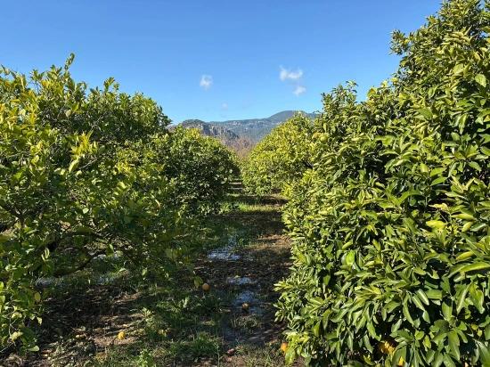 Zitronenhain In Dalyan Zu Verkaufen, 16.500 M²