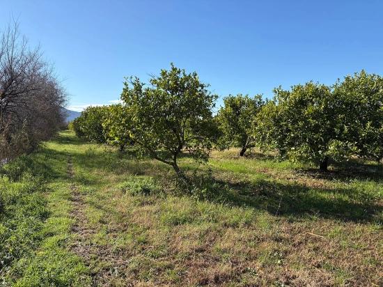 Zitronenhain In Dalyan Zu Verkaufen, 16.500 M²