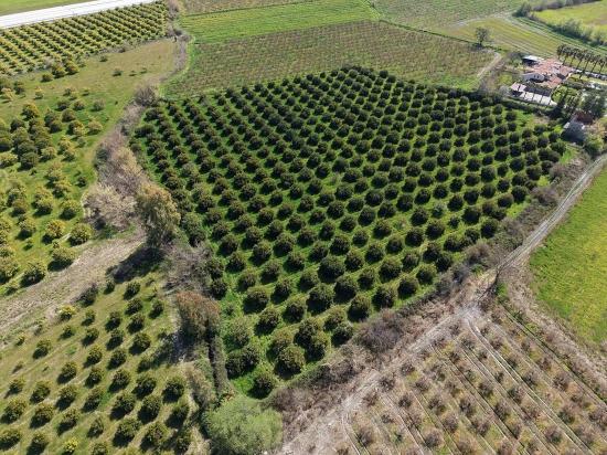 17.550 M2 Weinberg-bahce Zum Verkauf In Der Nähe Des Dalyan Centers