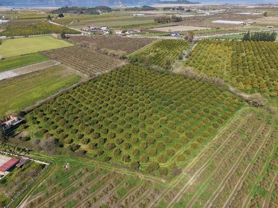 17.550 M2 Weinberg-bahce Zum Verkauf In Der Nähe Des Dalyan Centers