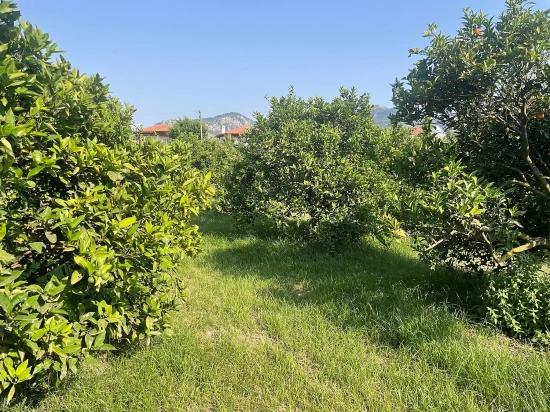 722m2 Grundstück Zum Verkauf In Dalyan Gülpınar