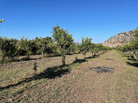 6600 M² Großes Grundstück In Der Nähe Des Zentrums Von Dalyan Zu Verkaufen.