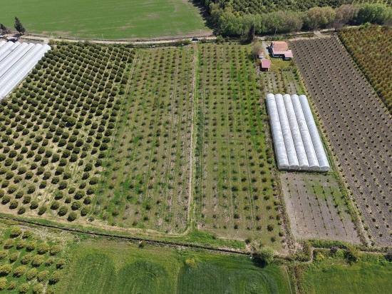 16.000 M² Großer Granatapfelgarten In Eskiköy Zu Verkaufen