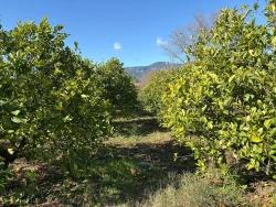 Feld Zu verkaufen in Dalyan Bz. Ortaca - Feld-Zonierung - 16.500 m²