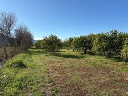 Feld Zu verkaufen in Dalyan Bz. Ortaca - Feld-Zonierung - 16.500 m²