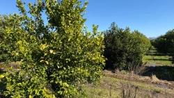 Land Zu verkaufen in Okçular Bz. Ortaca - Gehäuse-Zonierung - 2.218 m²