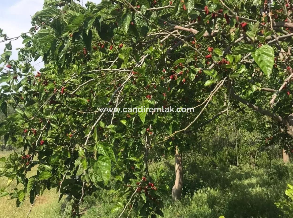 Ackerland Zum Verkauf In Seydikemer Korubuku 76000M2