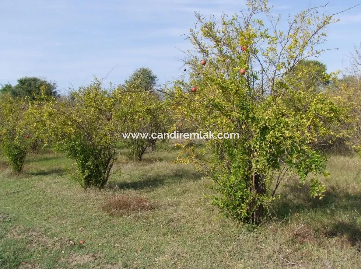 Güzelyurt Land Zu Verkaufen Dorf Gebaut 6670M2 Land Zum Verkauf