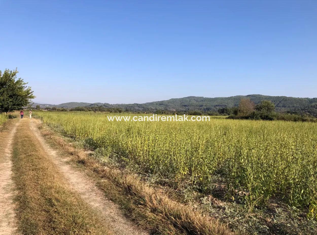 Field Zu Verkaufen In Ak'apinar 100 Acres Zu Verkaufen