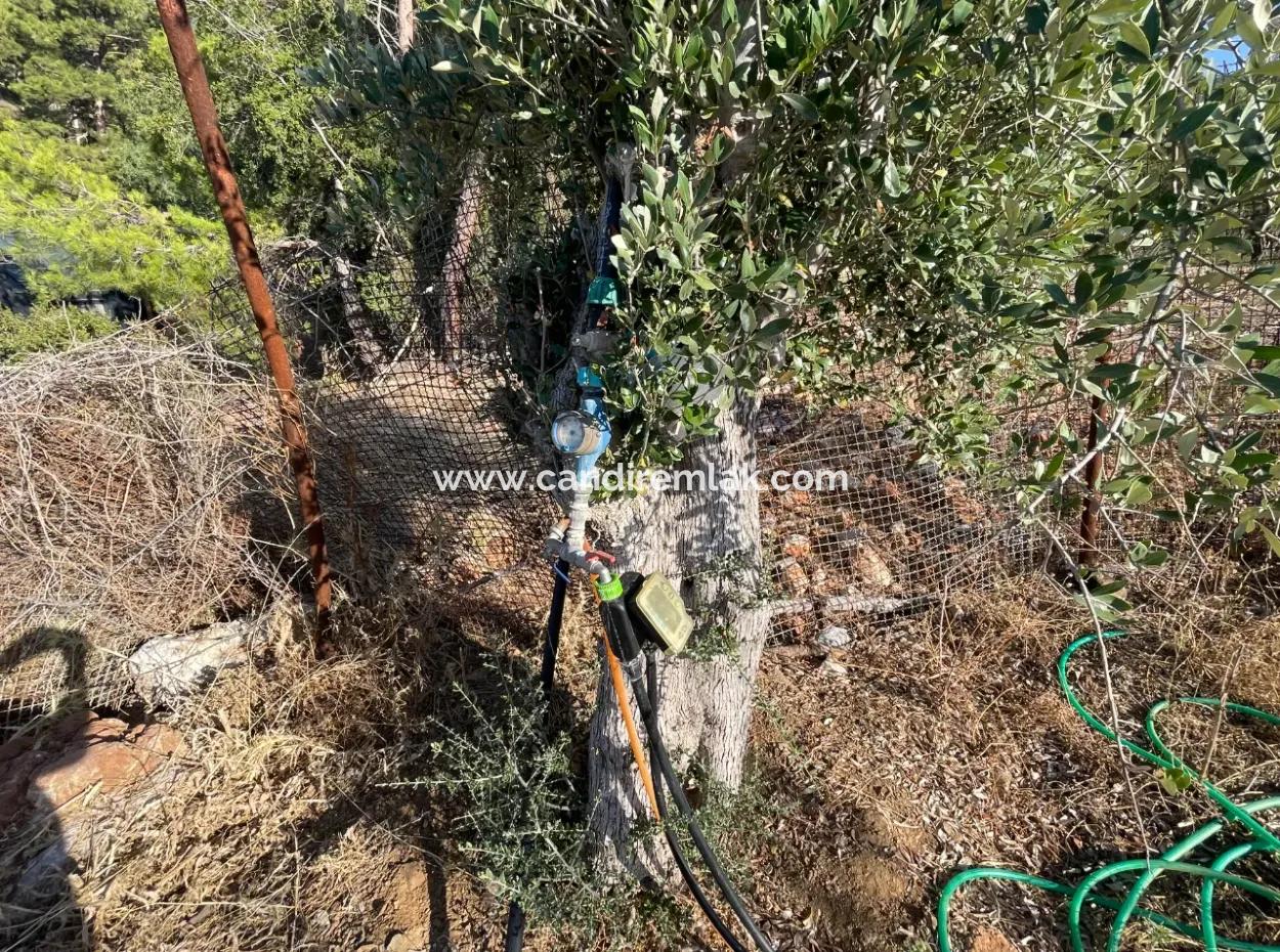 Çandır Voller Meer- Und Seeblick 500M2 2B Feld Zu Verkaufen