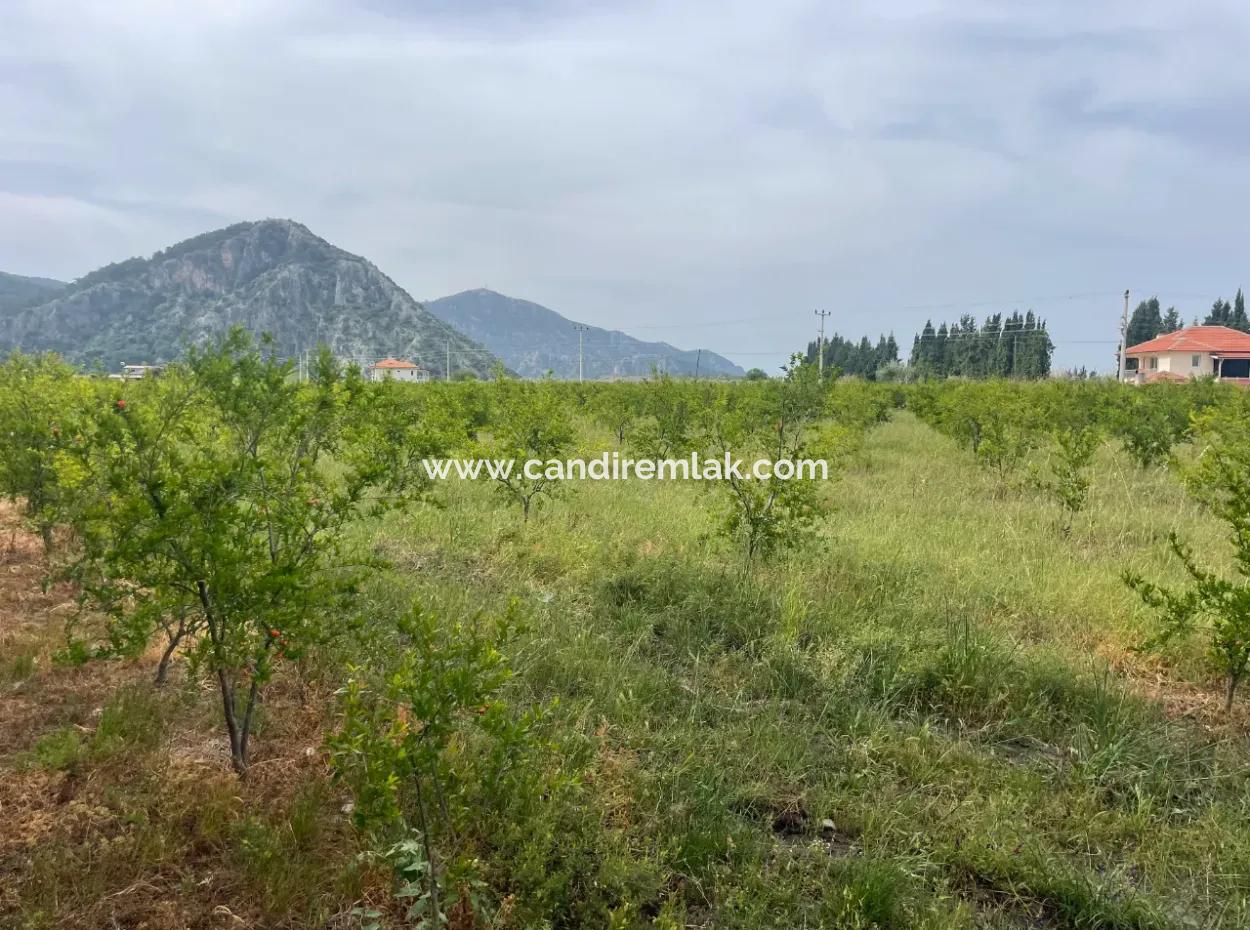 Feld Zu Verkaufen 6500M2 In Dalyan