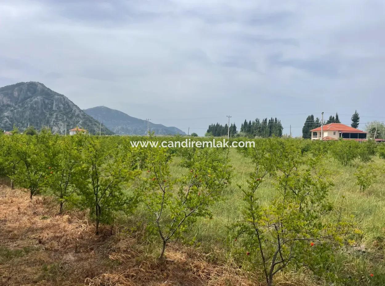 Feld Zu Verkaufen 6500M2 In Dalyan