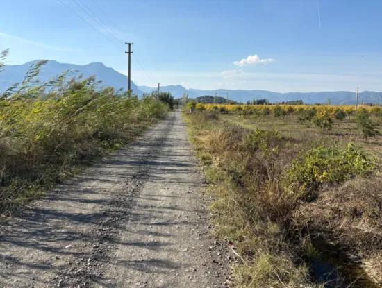 21500M2 Granatapfelgarten Zum Verkauf In Eskiköy
