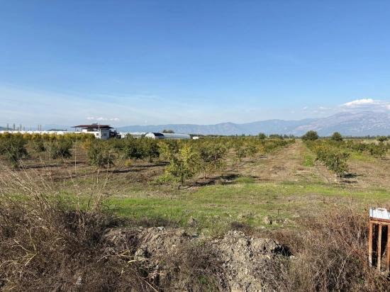 21500 M² Großer Granatapfelgarten In Eskiköy Zu Verkaufen