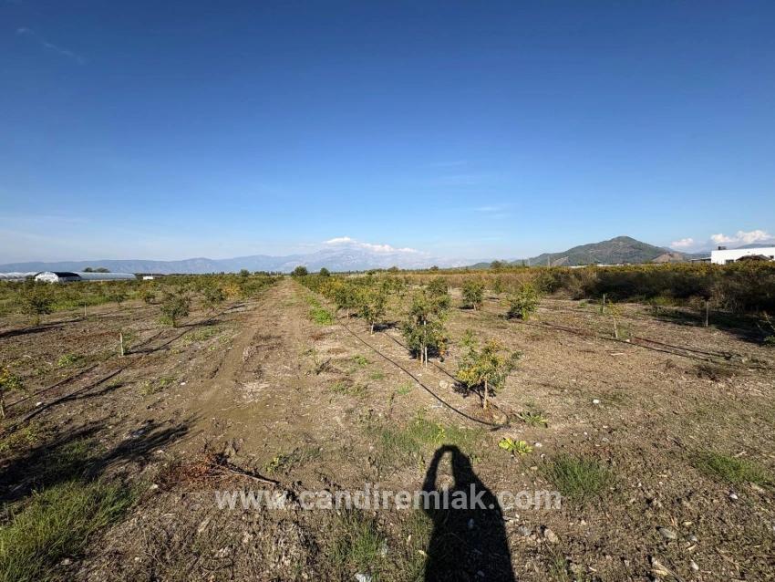 21500m2 Pomegranate Garden For Sale In Eskiköy