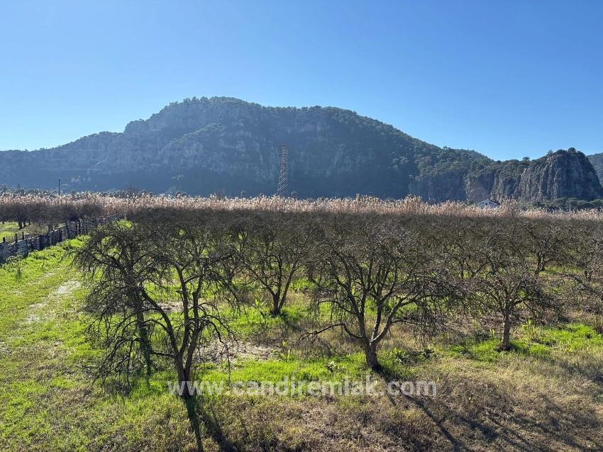5985m2 Plot Of Land For Sale In Dalyan, Zoned For 5% Vineyard/orchard Use.