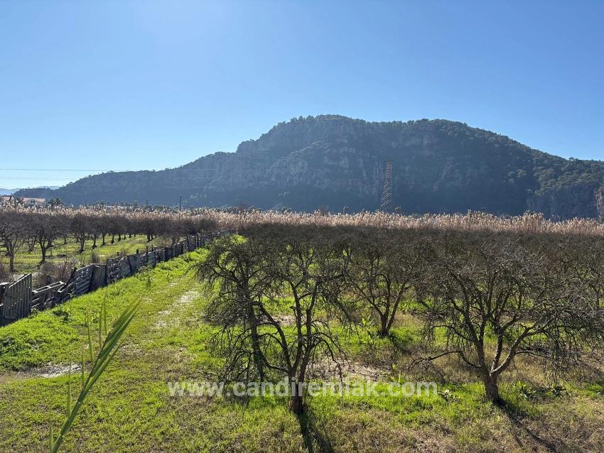 5985m2 Plot Of Land For Sale In Dalyan, Zoned For 5% Vineyard/orchard Use.