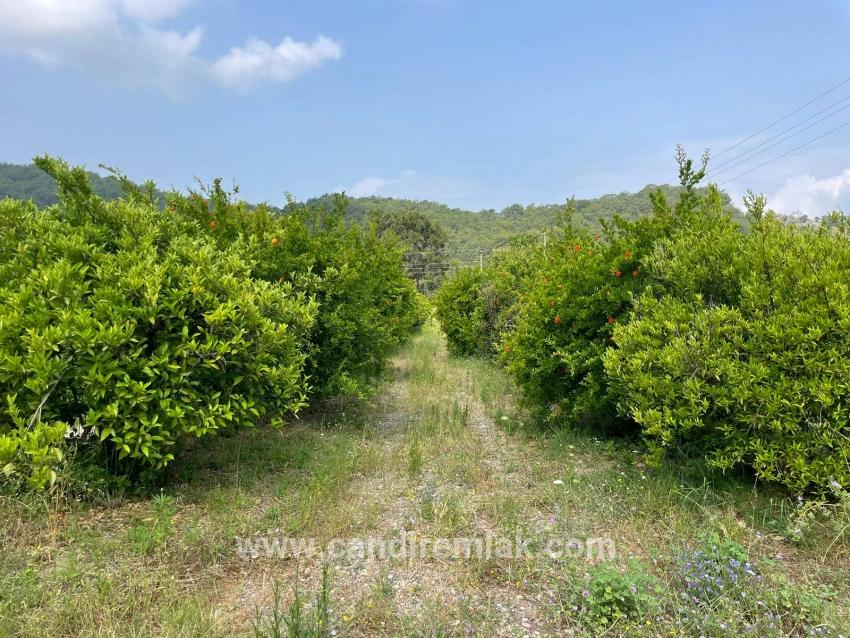 7800m2 Land For Sale In Gökbel, Next To Iztuzu Beach Road